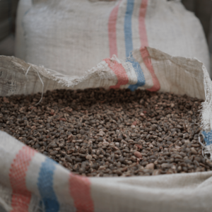 Robusta Dampit Gr. 4 Green Beans.