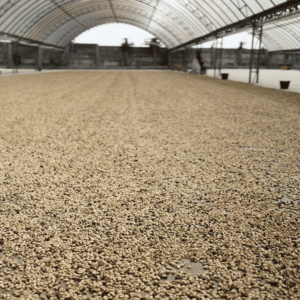 Arabica Gr. 4 Green Beans