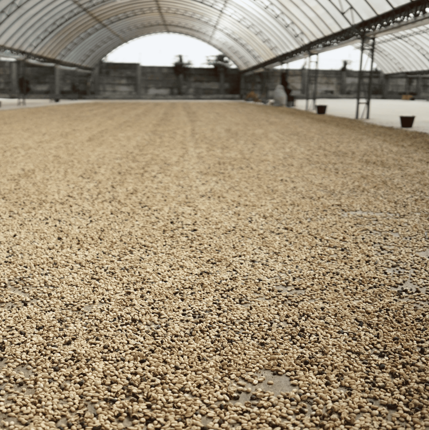 Arabica Gr. 4 Green Beans