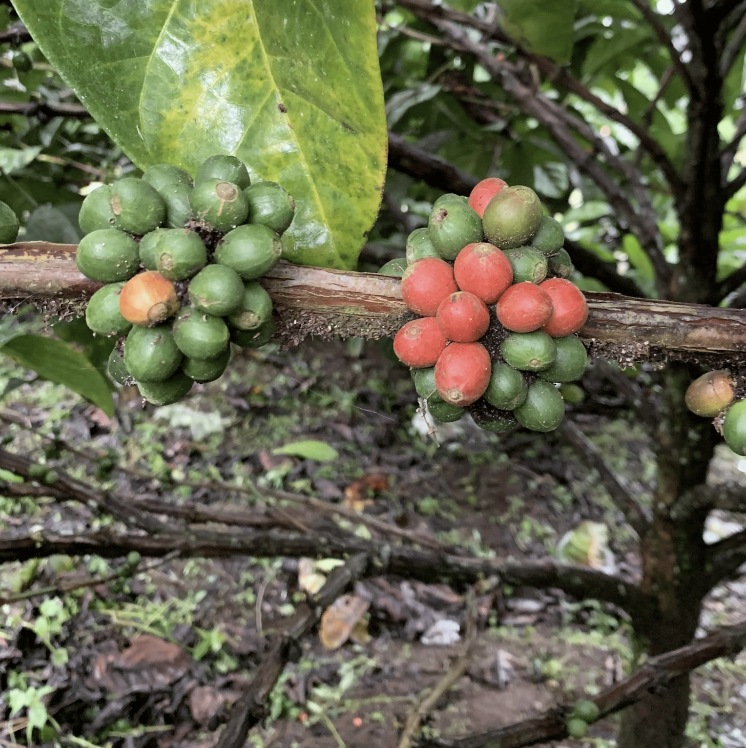 Wahana Robusta Green Beans