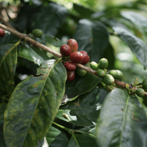 Robusta Lampung Gr. 2 Green Beans.