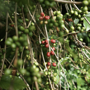 Arabica Wahana Pacamara Green Beans