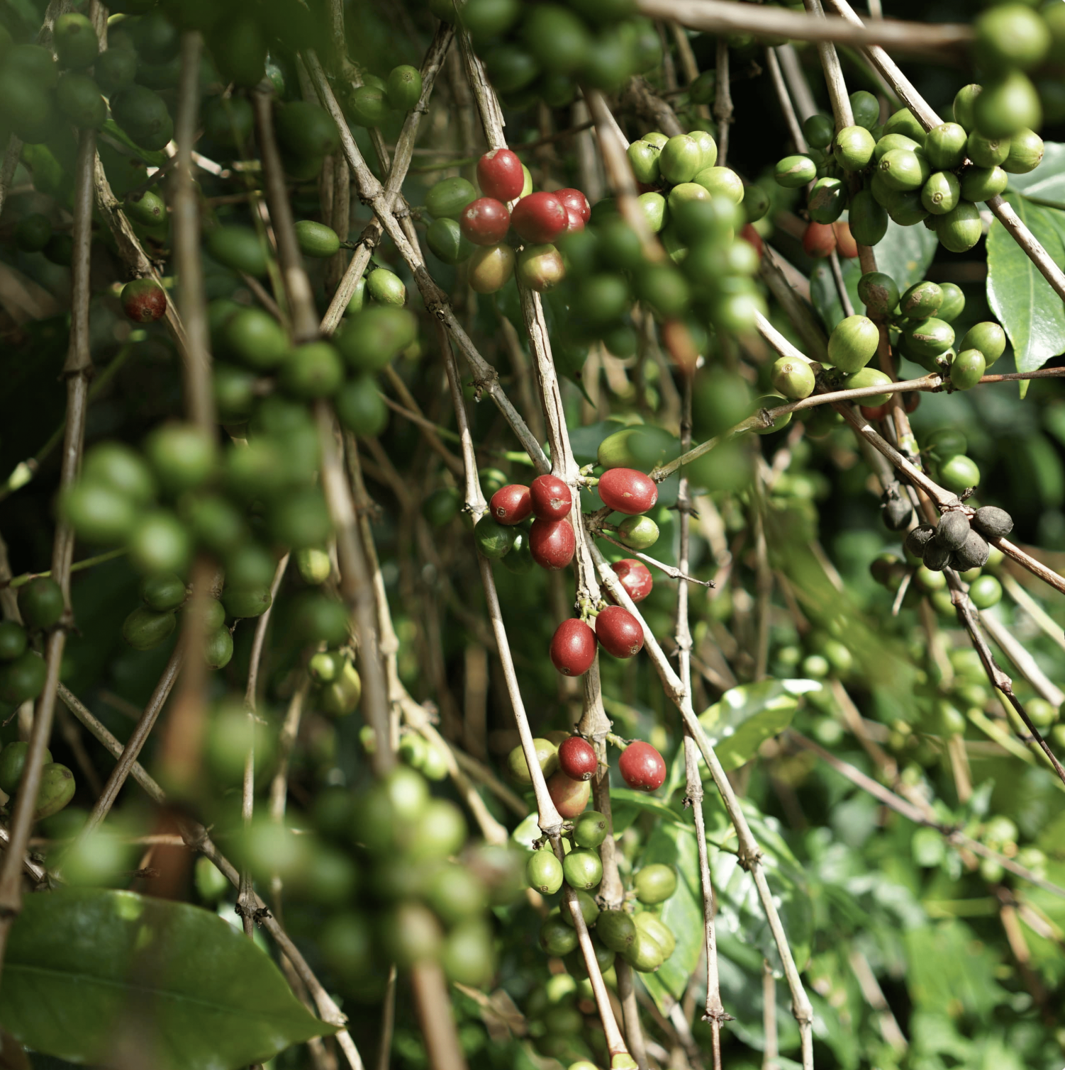 Arabica Wahana Pacamara Green Beans