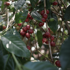 Robusta Dampit Gr. 3 Green Beans.