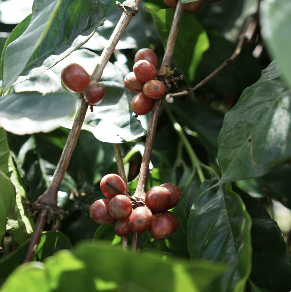 Arabica Wahana USDA Green Beans