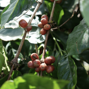 Arabica Wahana USDA Green Beans