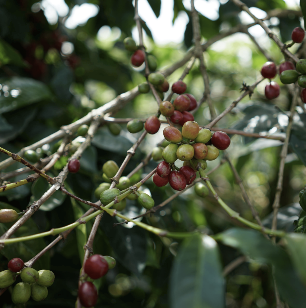 Robusta Flores Gr. 2 Green Beans