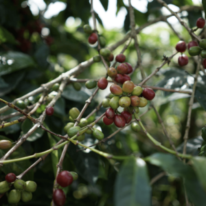 Robusta Flores Gr. 2 Green Beans